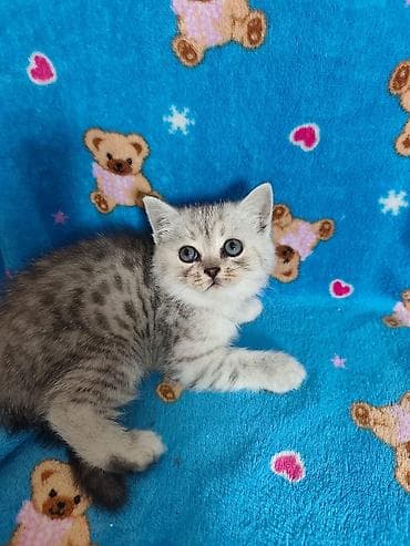 котята шотландский: Готовы к раннему бронированию Котята серебристого окраса (шотландского — 3
