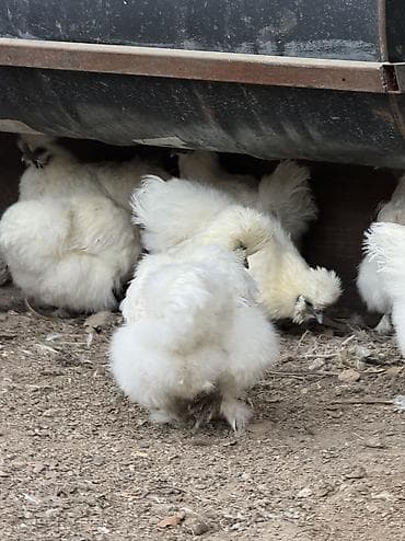 Иттер: Сатам | Тооктор, Короздор — 2