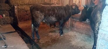 дойный коровы: Продаю | Бык (самец) | Алатауская, Швицкая, Абердин-ангус | На откорм, Для разведения | Осеменитель, Искусственник — 1