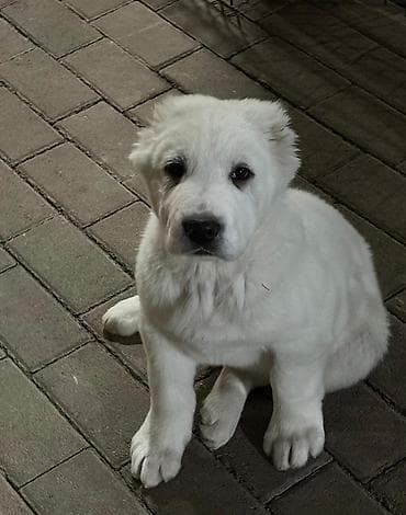 алабай кучук алам: Алабай, 2 месяца, Самец, С прививкой — 2