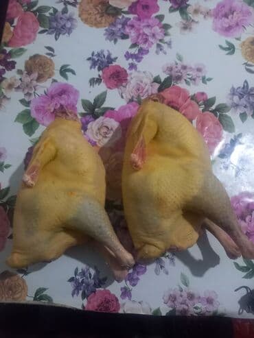 Зоотовары: Продаю | Индюк (самец) | На забой | Племенные — 1