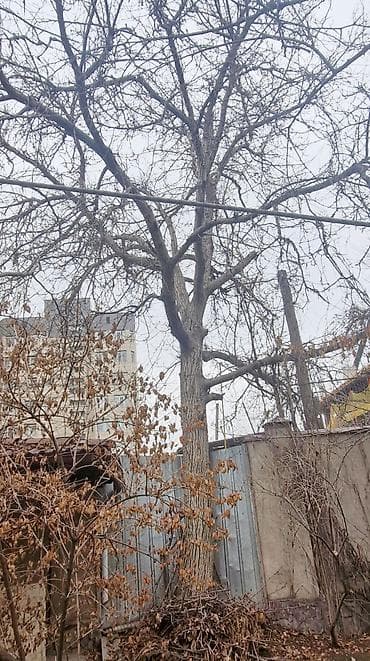 Үй жана бакча үчүн баардык: Продаю деревья Орех 5шт. Многолетние, по 40лет и более. Под само-спил — 5