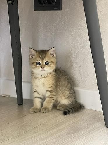 Продажа кошек: Шотландские котята окраса золотой шиншилла🤍 Вислоухий котенок только — 3