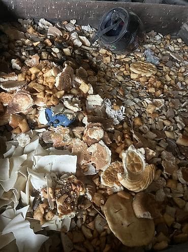 куплю свинеи: Корм для домашнего скота из мучных изделий - Состав: смесь сухих — 1