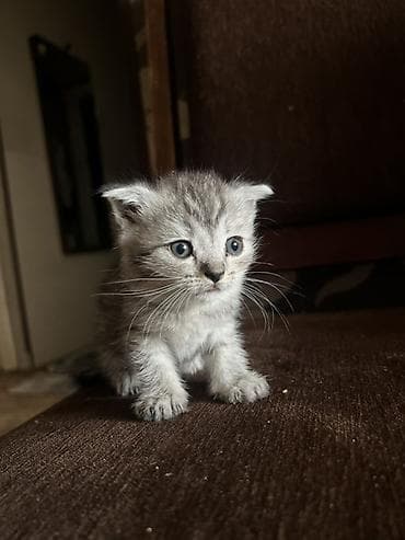 кошка породистые: Шотландский котёнок, окрас серебристый табби (серый с полосками) — 3