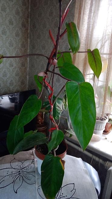 гиппеаструм: Комнатные растения — коллекция из нескольких видов )гипеаструм-500с — 5