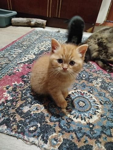 Продажа кошек: Скотиш Страйт (Шотландская прямоухая), 3 месяца, Мальчик, Красный, Приучена к лотку, Проглистована — 9