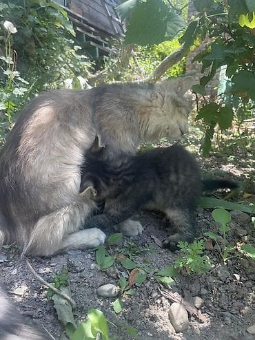 Мышыктар: Котенок! Мальчик ! Ласковый ! Добрый ! Очень спокойный ! Умный ! Ходит — 4