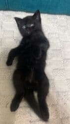 новорожденный котенок: 1 айлык, Эркек, Кара, Аргын, Лотокко барууга үйрөтүлгөн — 2