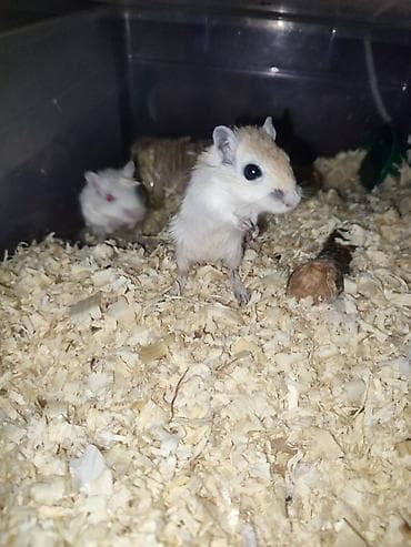 где можно купить крысу: Продаю песчанок. 3 месяцев, самец и самка, за двоих прошу 1500сом, с — 4