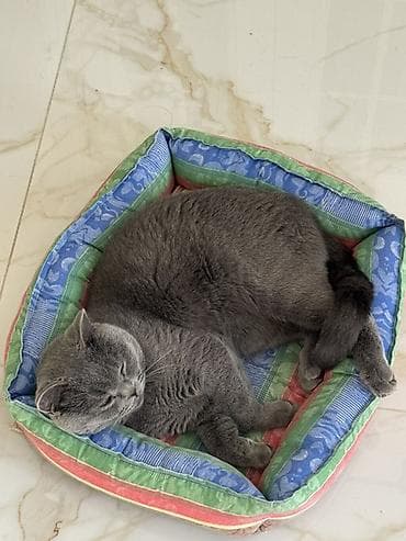 Вязка: Скотиш Страйт (Шотландская прямоухая), Мальчик, 1 год, С документами, С прививками, Серый at lalafo.kg Вязка: Скотиш Страйт (Шотландская прямоухая), Мальчик, 1 год, С документами, С прививками, Серый