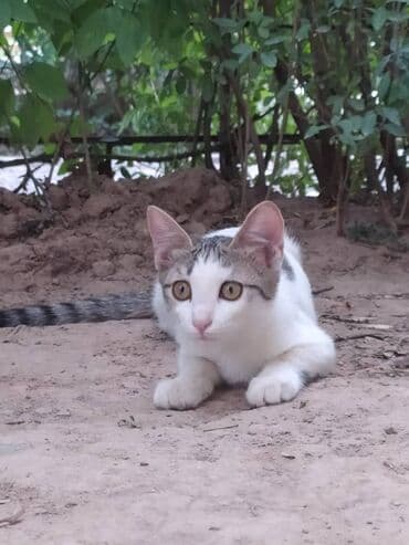 кастрированный кот: Кошка даром: Беспородная, 4 месяца, Девочка, С прививками, Приучена к лотку, Проглистована — 7