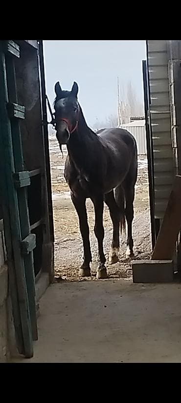 каракол животных: Продаю | Жеребец | Кара Жорго | Конный спорт | Осеменитель — 1