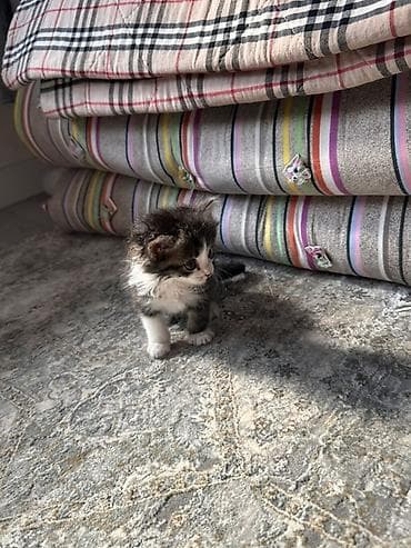 scottish fold: Котята домашние, пушистые, коротколапые, с плотной шерстью. В помёте — 1