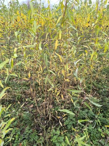 саженцы клубник: Саженцы деревьев: Туи — 19