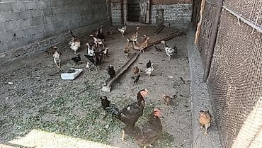Животные: Продаю | Куры | Домашняя | Для разведения — 3