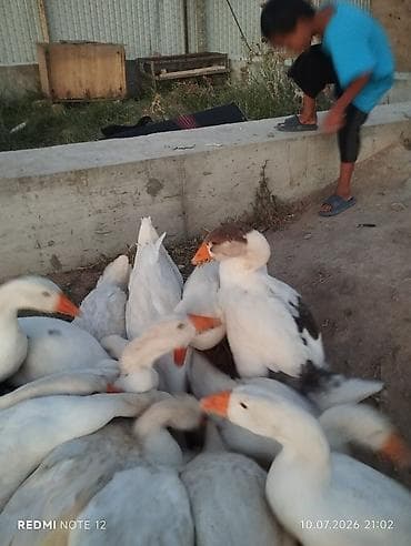 Продукты питания: Домашние гуси, молодняк породного типа (белые с оранжевыми клювами и — 1