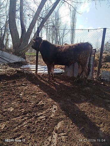 1 5 тай: Продаю | Бык (самец) | На откорм | Привязанные — 5