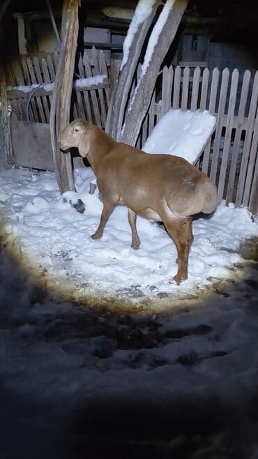 объявления о найденных животных: Продаю | Ягненок, Баран (самец) | Арашан | Для разведения | Племенные, Осеменитель — 5