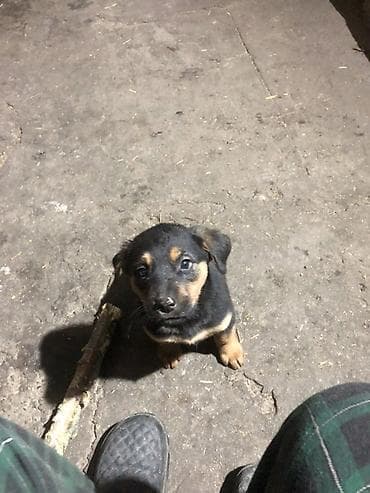 питбуль 1000: Щенки метисы мама овчаркапапа ротвейлервозраст 2 месяца — 4