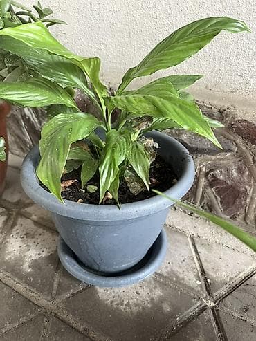 спатифилум сенсация: Спатифиллум (Spathiphyllum) в горшке - Комнатное растение с — 1