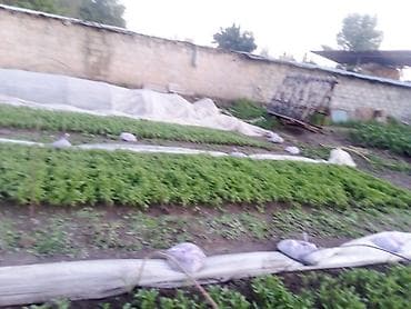 помидоры новичок: Продаю рассада помидора новичок стаканчик китайский гибрит и риогранд — 10
