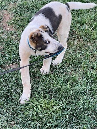 купить овчарку щенка: Алабай, 3 месяца, Самец, С прививкой — 2