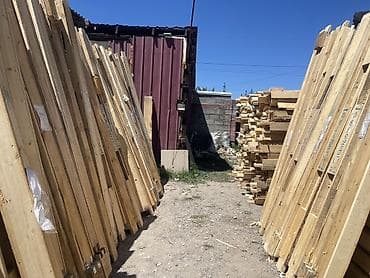 Тактайлар: Ийне жалбырак — 2