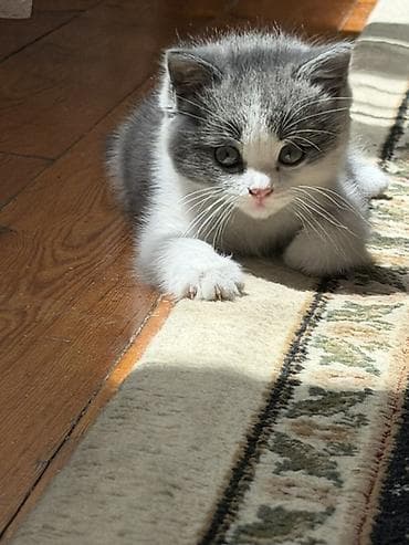 Котёнок с окраском серый биколор (серо-белый). Короткошёрстный