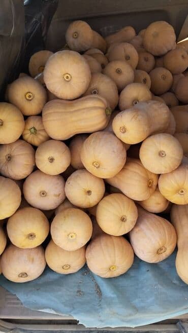 цена пшеницы в бишкеке 2022: Продаю тыквуБишкек Тыква оптом от 2,5 тонн Предлагаем свежую — 3