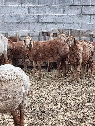 кошки бишкек купить: Продаю | Баран (самец) | Арашан | На забой | Племенные — 1
