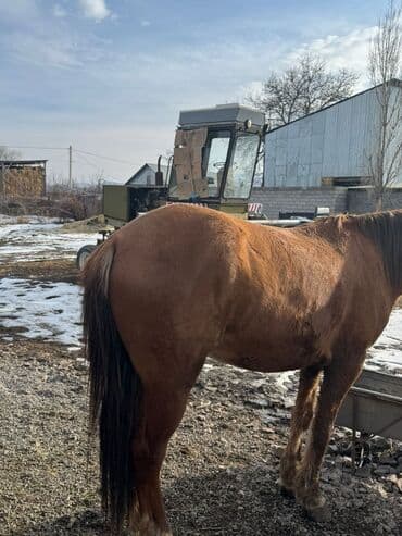 бельгийская голубая корова купить: Продаю | Конь (самец) | Рабочий — 3