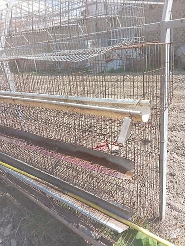 купить породистую кошку: Тукум багытындагы тоок бакканы клеткалар сатылат баасы келишим баада — 2