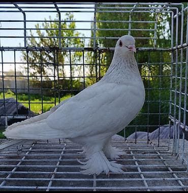 сколько стоит аксолотль: 400 сом самка — 1