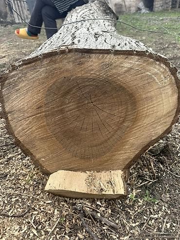 Бревно твёрдолиственной породы (ориентировочно дуб/ясень) после спила