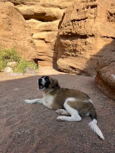 Собака даром: Дворняжка, 3 месяца, Самка, С прививкой