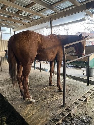 конный завод донской продажа лошадей: Продаю | Жеребец | Дончак | Конный спорт — 4