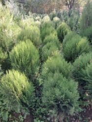 садовые инструменты: Саженцы деревьев: Туи, Бесплатная доставка — 7