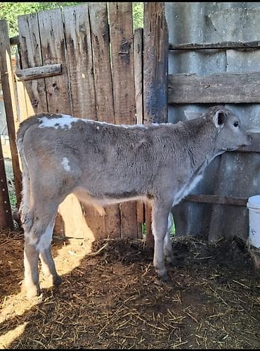 бекер иттер: Сатам | Музоо | Көбөйтүү үчүн | Жасалма уруктандырылган — 2