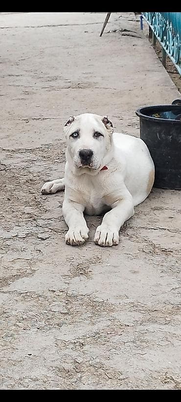 Алабай, 3 месяца, Самка, С прививкой, С родословной