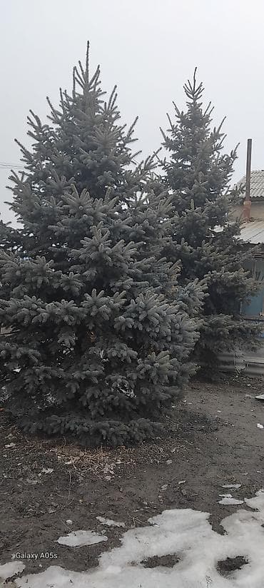 Продаются 2 ели
прошу не писать,звоните! at lalafo.kg Продаются 2 ели
прошу не писать,звоните!