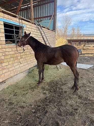 машка собака: Продаю | Жеребенок | Конный спорт — 8