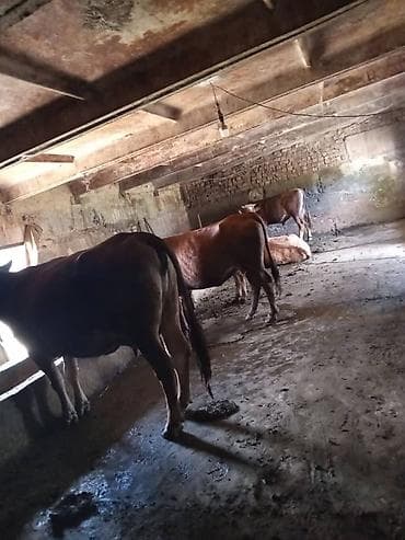 Продаётся фермерский объект под содержание крупного рогатого скота. -