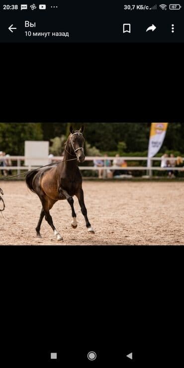 Жылкылар, аттар: Сатам | Байтал | Көбөйтүү үчүн, Ат спорту | Асыл тукумдуу, Жасалма жол менен боозутуу — 1