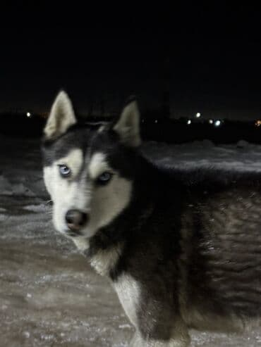 scottish fold: Хаски, 1 год, Самец — 1