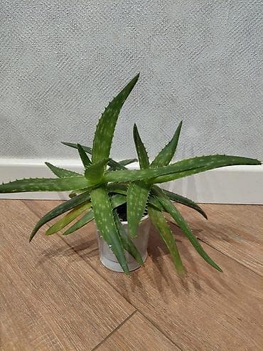 лианы: Продаются комнатные цветы: лиана, сингониум, алоэ вера — 2