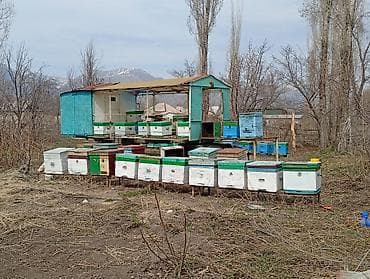 Пасека на прицепе с улейными корпусами - Передвижной павильон-прицеп