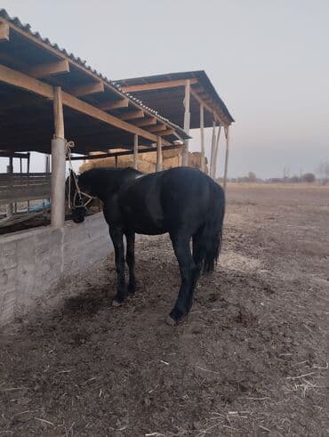 митис кой: Продаю | Конь (самец) | Для разведения, Рабочий, Конный спорт | Мерин — 6
