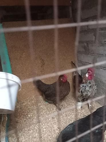 для кур: Продаю | Куры | Для разведения — 3