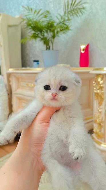 аббисинская кошка: Выставляется на продажу чистокровная шотландская девочка в окрасе — 1